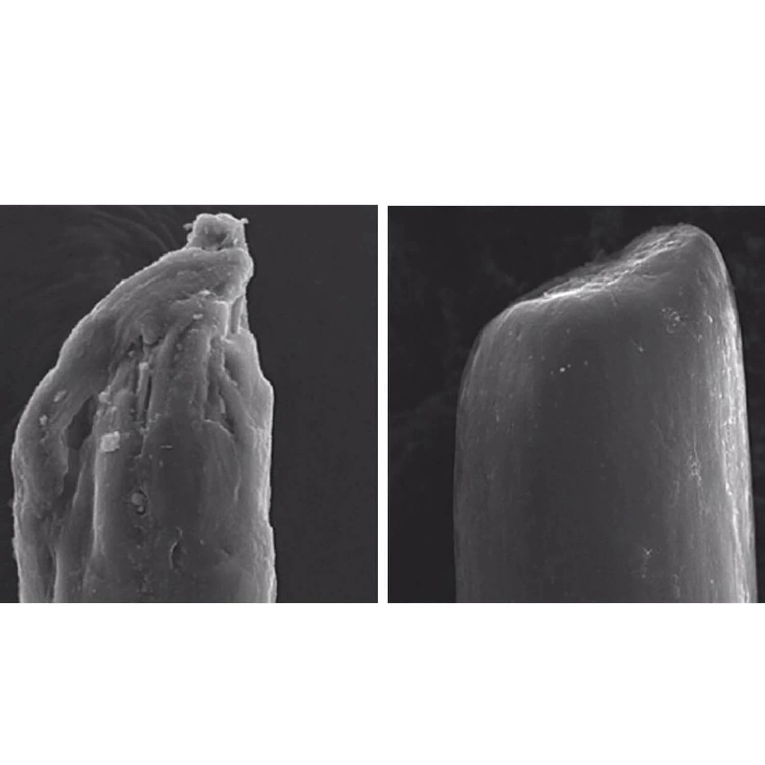 Olaplex No.5 Bond Maintenance Conditioner 250ml 6 Olaplex No.5 Bond Maintenance Conditioner 250ml - Image 4